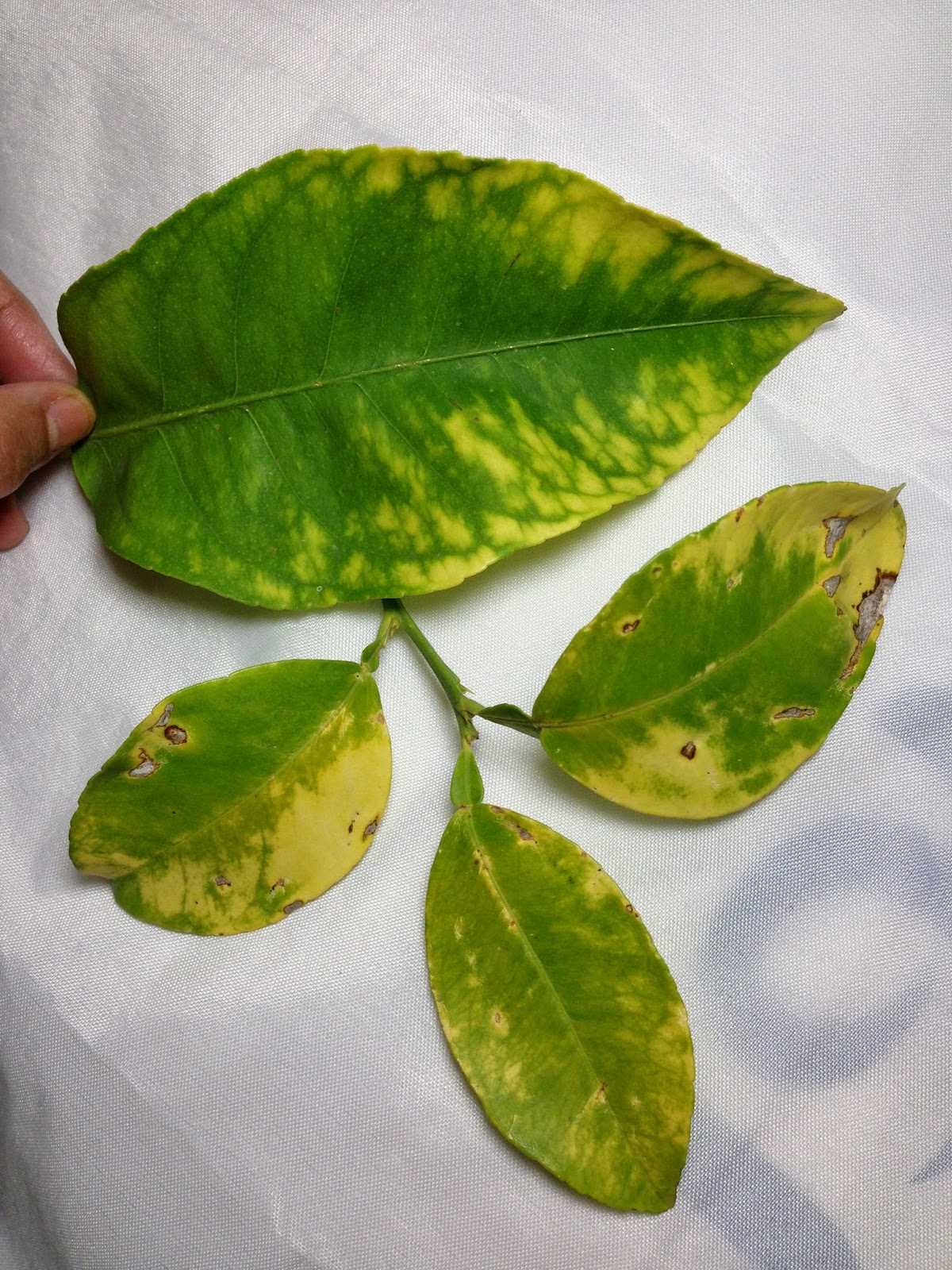 Xtremehorticulture of the Desert What is Causing Citrus Leaves to Yellow?
