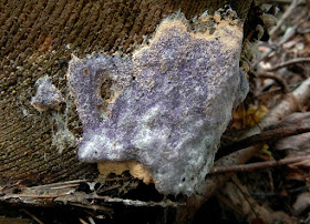 Nectriopsis violacea growing on Fuligo septica.