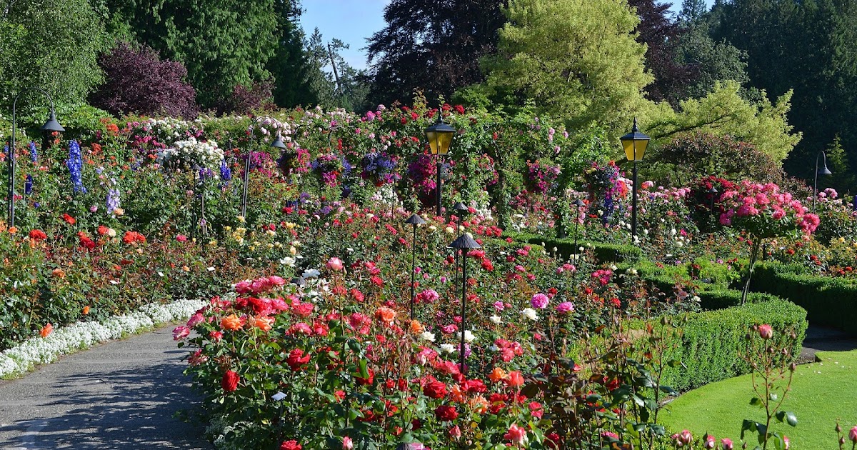 The Minnesota Rose Gardener Growing Roses in an Organic Environment