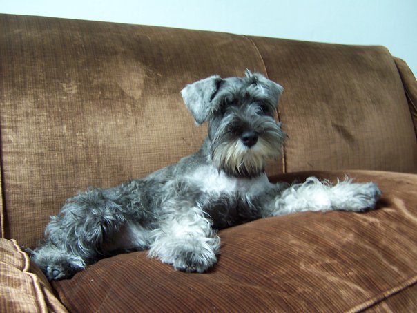 Resultado de imagen para schnauzer in bed