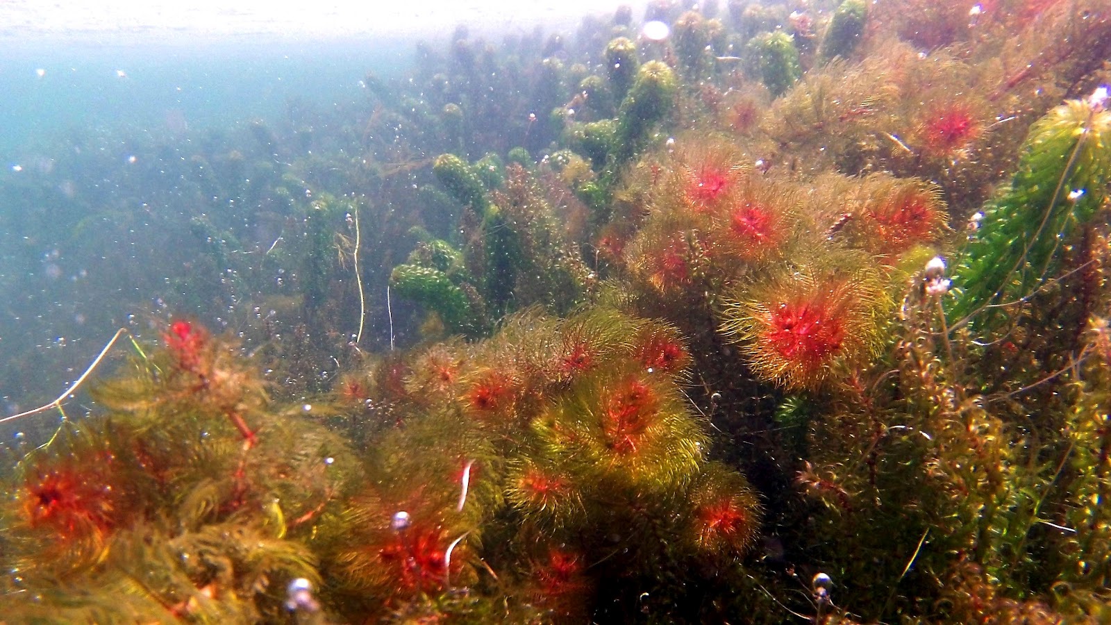 Aqua Experience Aquatic plants in their natural habitat
