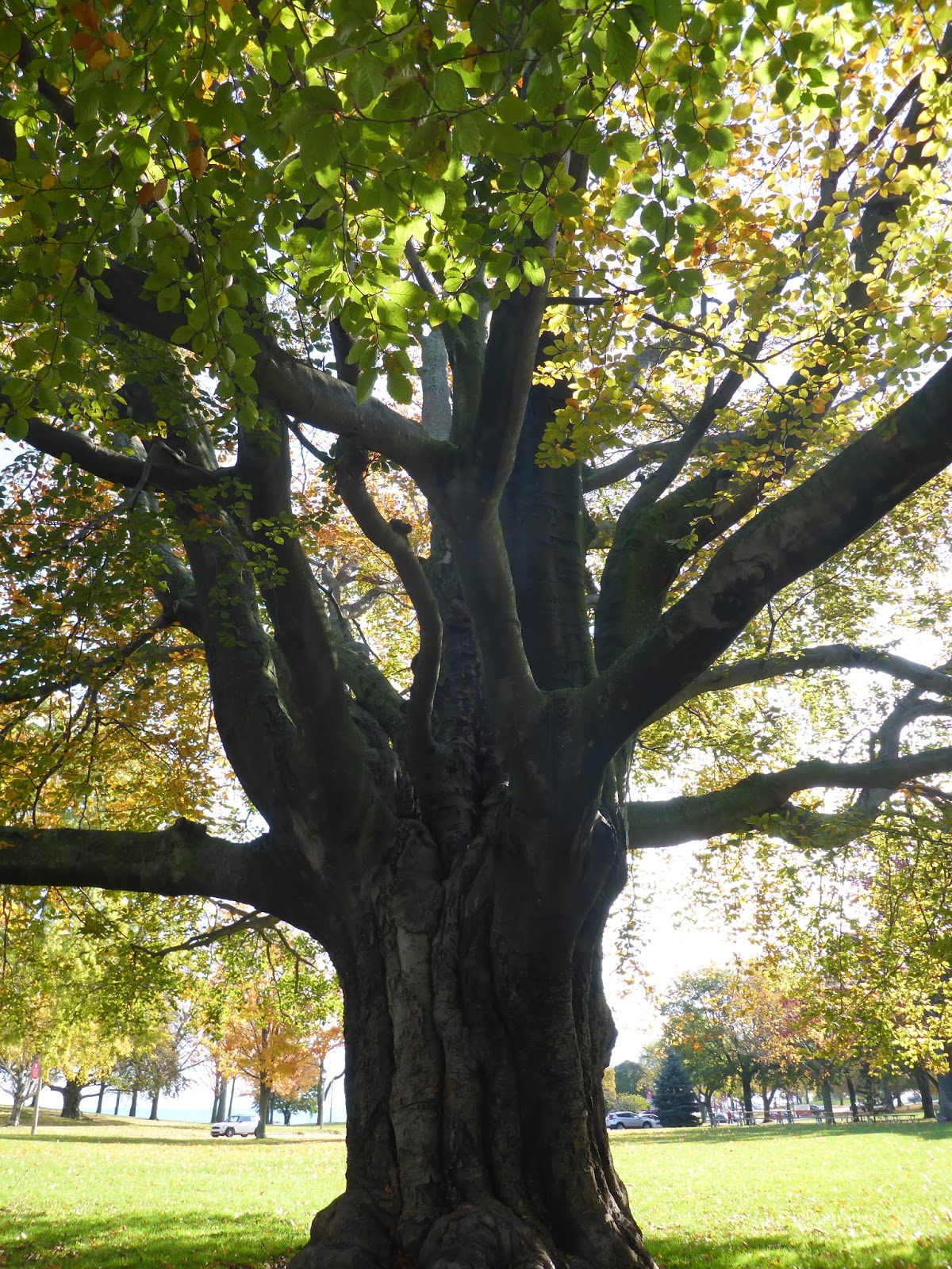 The 1,000Mile Great Lakes Adventures A Giant Copper Beech