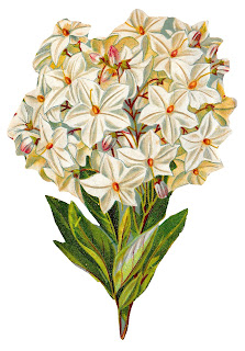 https://2.bp.blogspot.com/-AO3cKbvlsBY/WkA_t3TGKsI/AAAAAAAAh3w/CU-DySytz70SuilqyP4iYE0WbWOfPDQrgCLcBGAs/s320/flower-hydrangea-image-botanical-artwork.jpg
