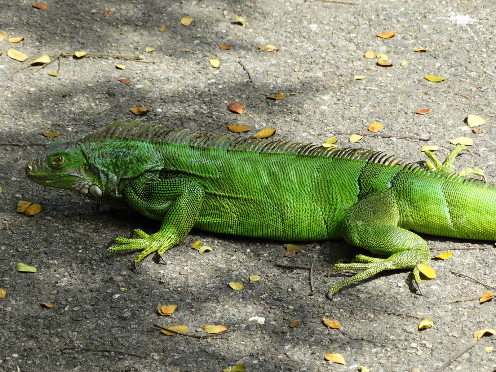 Caligrafía-Mónica Arcila R. Básica-Artística-Creativa Calligraphy for