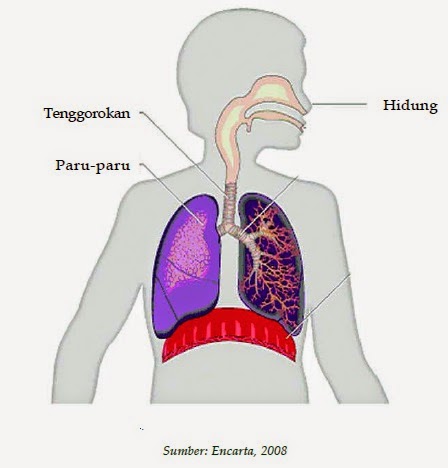 Paru-paru sebagai organ ekskresi mengeluarkan zat sisa berupa