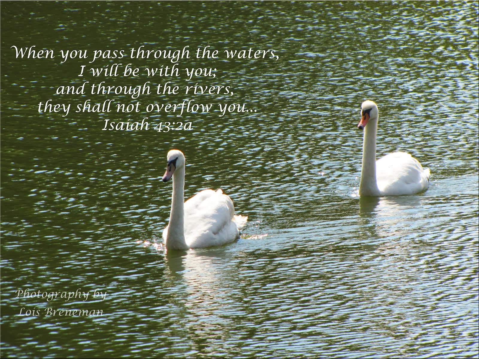 Swans - Isaiah