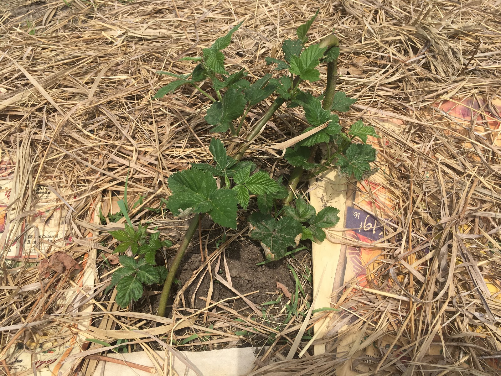 How to transplant blackberry bushes