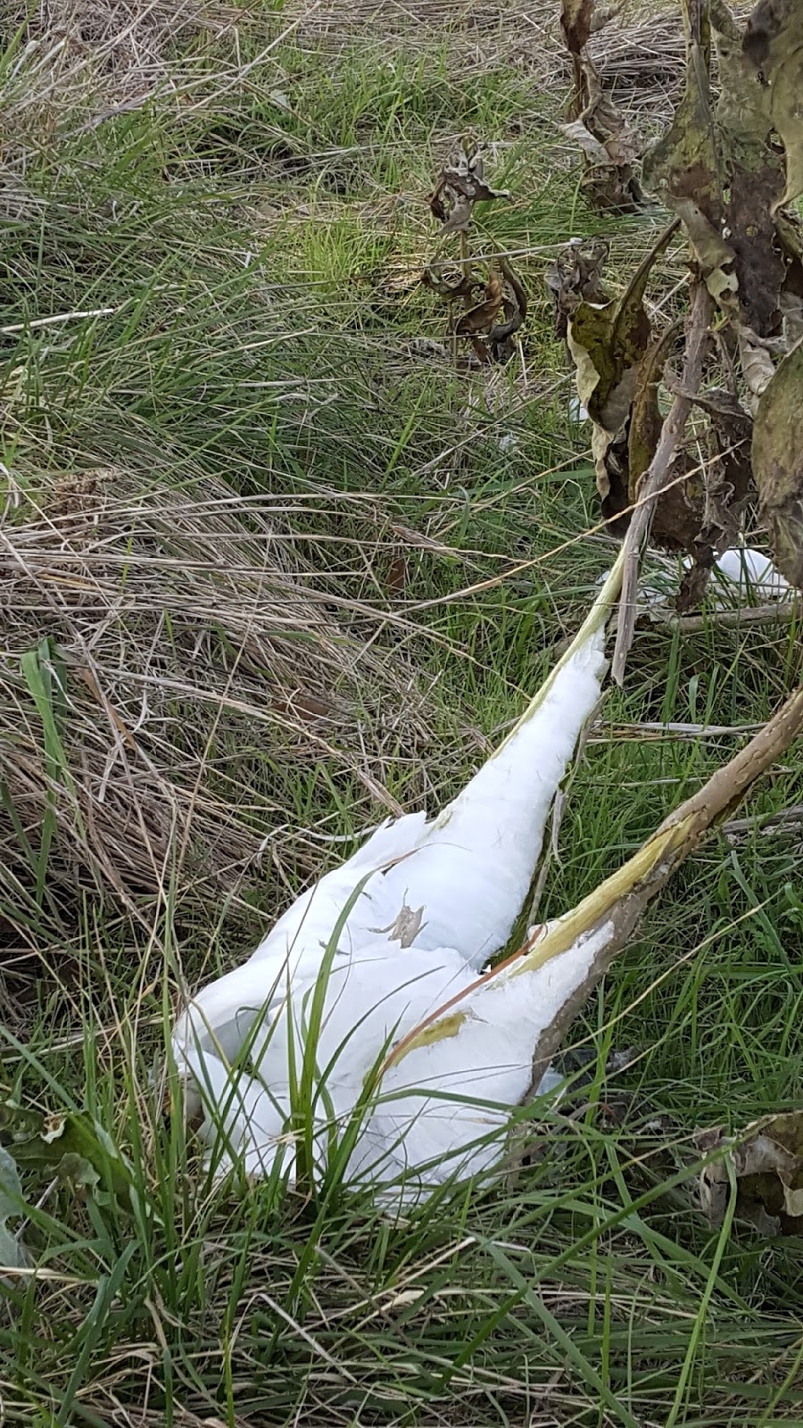 J and B and Lady Blue Potter's Creek COE, Canyon Lake, Texas