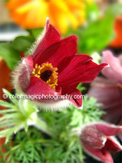 Red Pasque flower closeup