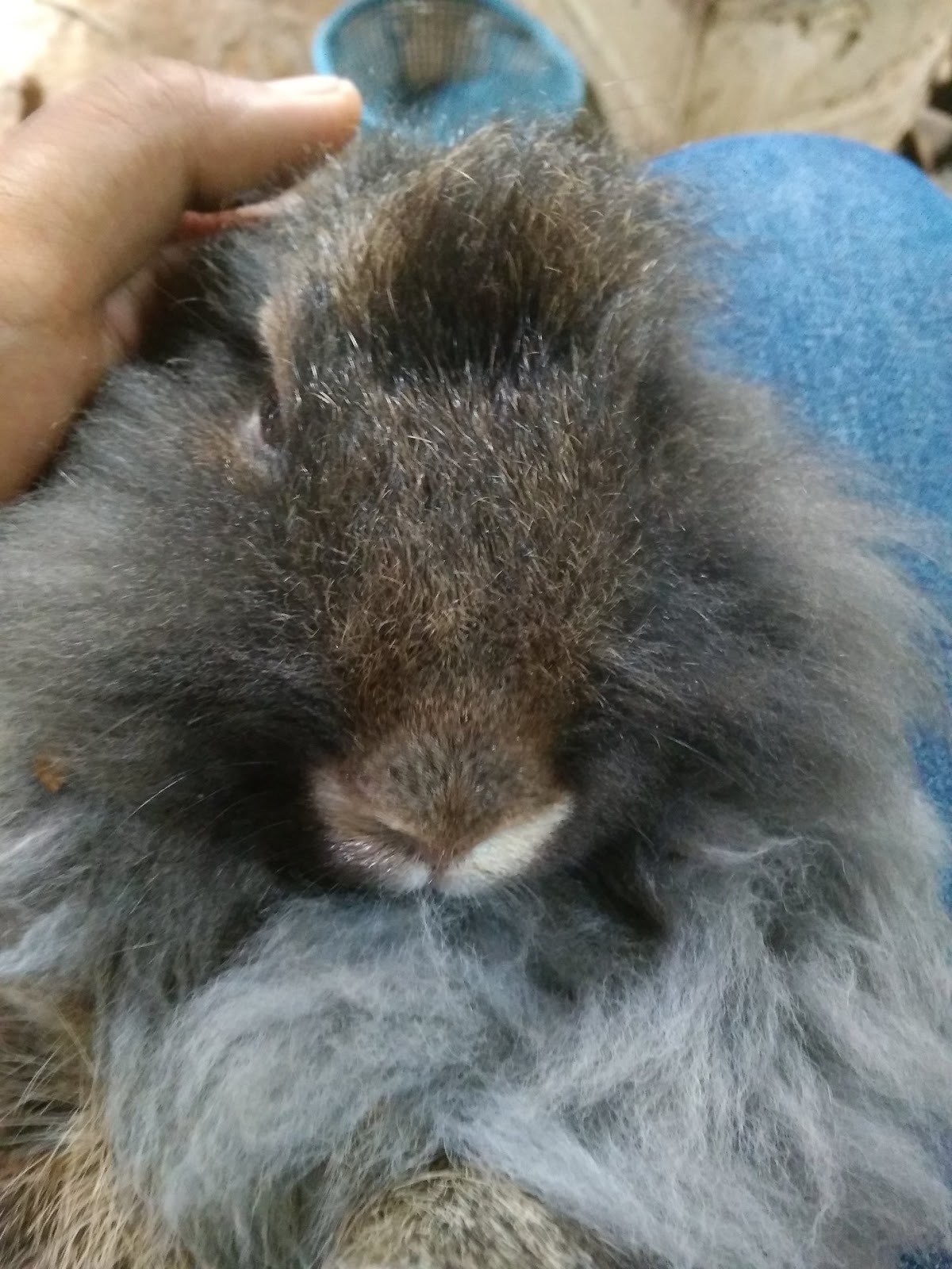 Rumah kelinci Dan taman Strawberry Kemiling Lampung - Sudah Lagi