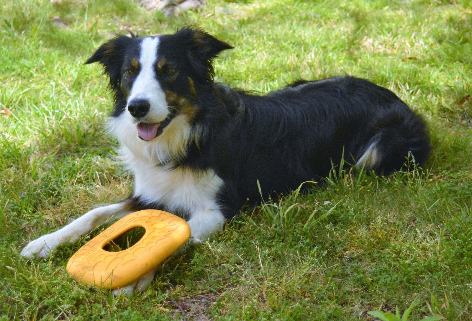 west paw dog frisbee