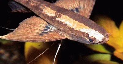 african butterfly fish care