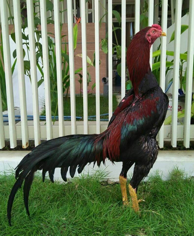 Ayam Bangkok Pukul Mati K.O 2018 Warna Bulu Ayam Aduan