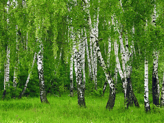 Энергия и магия лекарственных трав: где и как использовать, Энергетические магические и обережные свойства растений: где и как использовать, талисманы и обереги, народные поверья, как очистить дом с помощью растений, http://prazdnichnymir.ru/