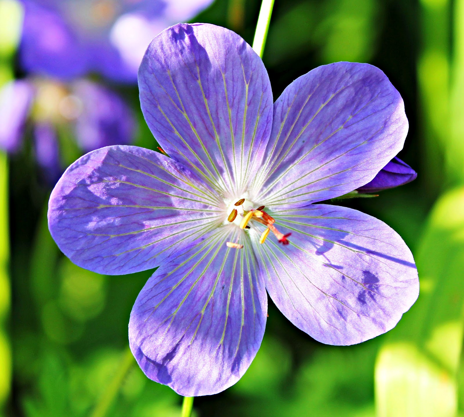Sandra's Alaska Photography June 23, 2012 Flowers and Berries Coming to Life in Juneau, Alaska...