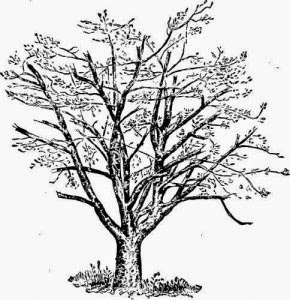 Waone's articles: Test Menggambar Pohon
