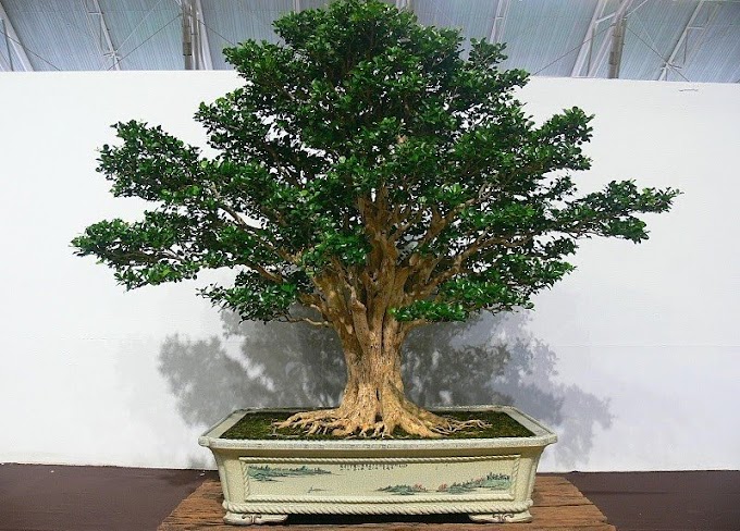 Perawatan Tanaman Bonsai Kemuning