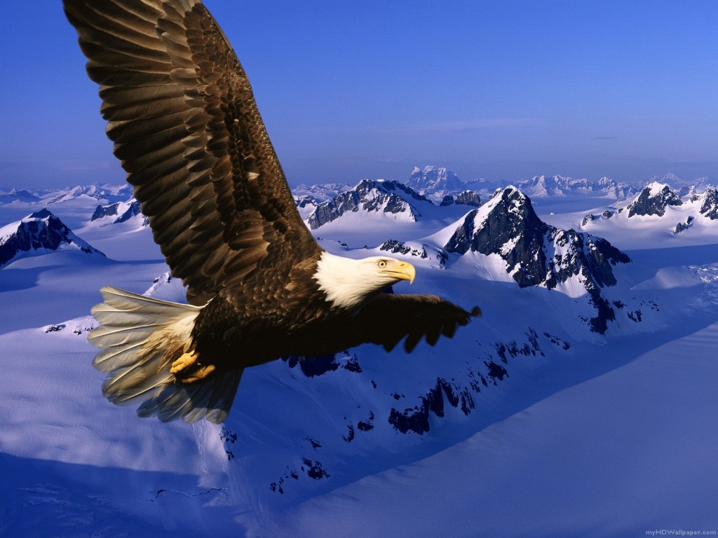 HD Eagle Wallpapers ~ Landscape Wallpapers|HD Wallpapers|Nature Wallpapers