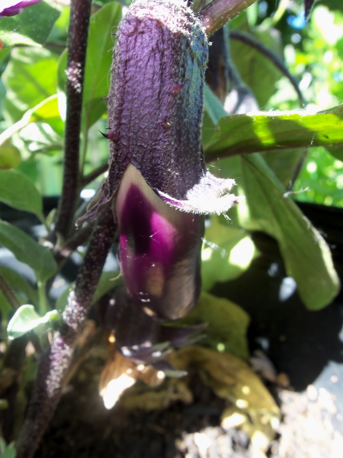 herb n studies The Birds & the Bees Handpollinating Eggplant