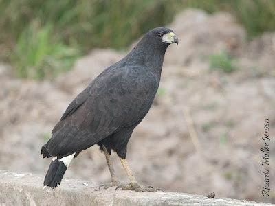 Águila negra Buteogallus urubitunga