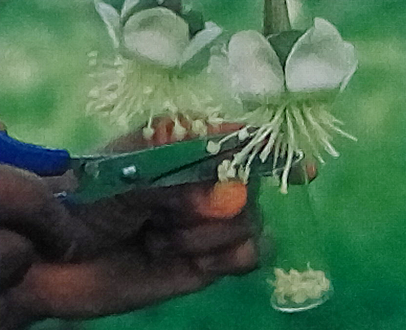 Durian Info Pollination of Durian Flowers