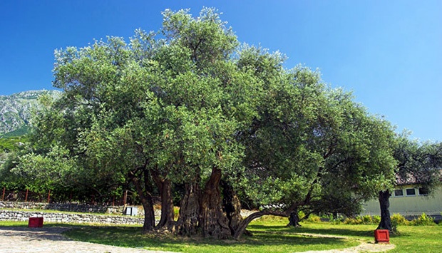 Pohon Zaitun