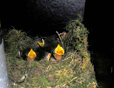Tiny chicks in their nest