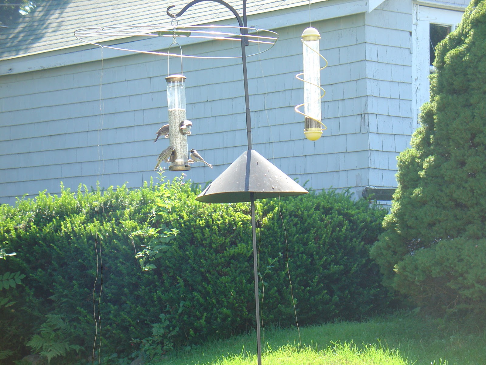 Life at Pugsley Patio weeds and controlling crab grass