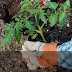 Mettez Ces 8 Ingrédients Dans la Terre Pour Faire Pousser de SUPERBES Tomates. 