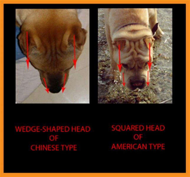 Infoseite zum traditional Shar Pei Unterschiede meathmouth und bone