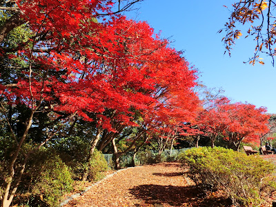  源氏山公園の紅葉