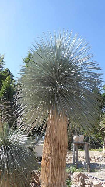 Cactus Níjar