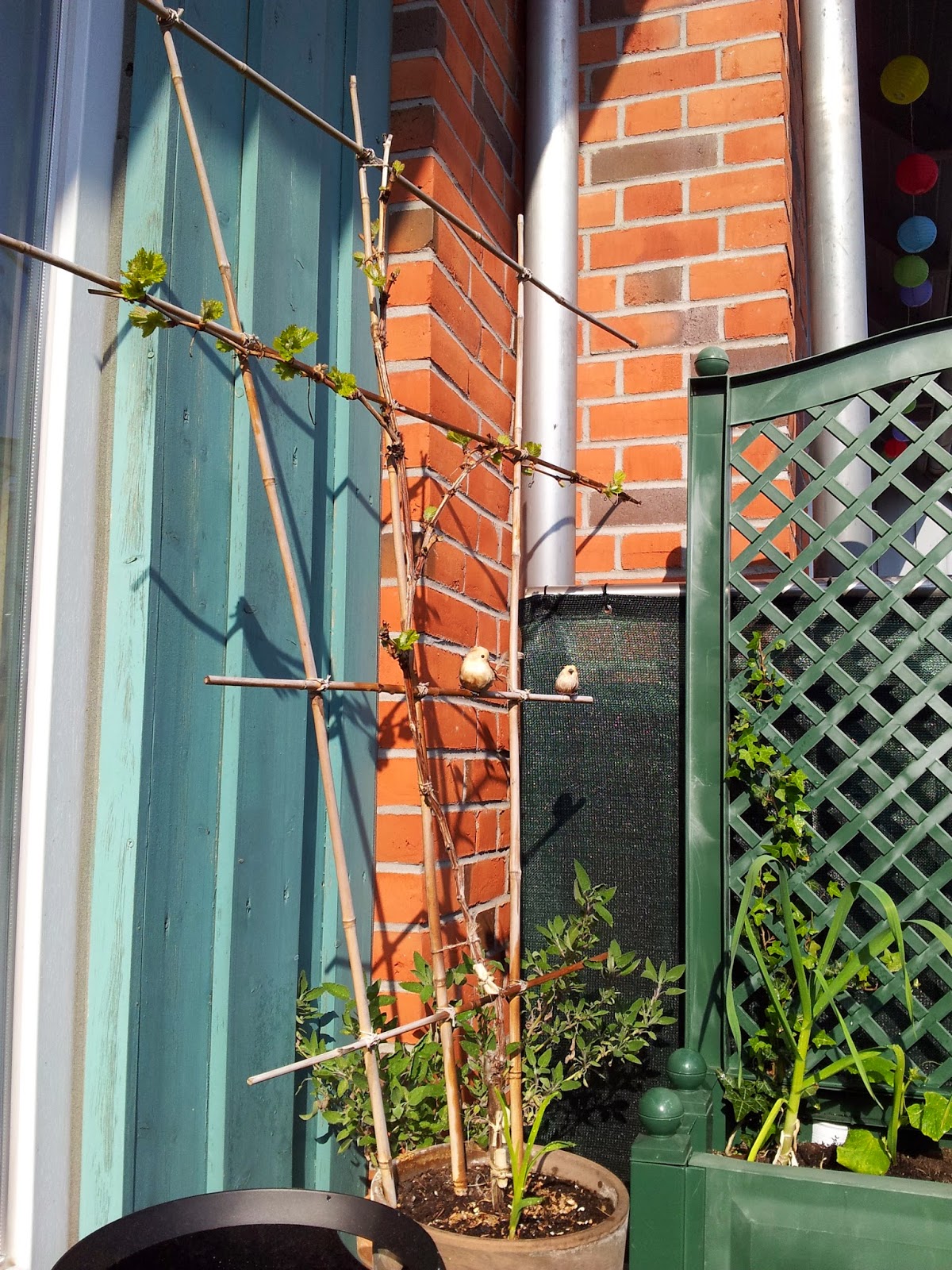Balkonernte - Ein Balkongärtner baut Gemüse auf dem Balkon an.