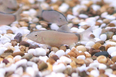 Skunk loach