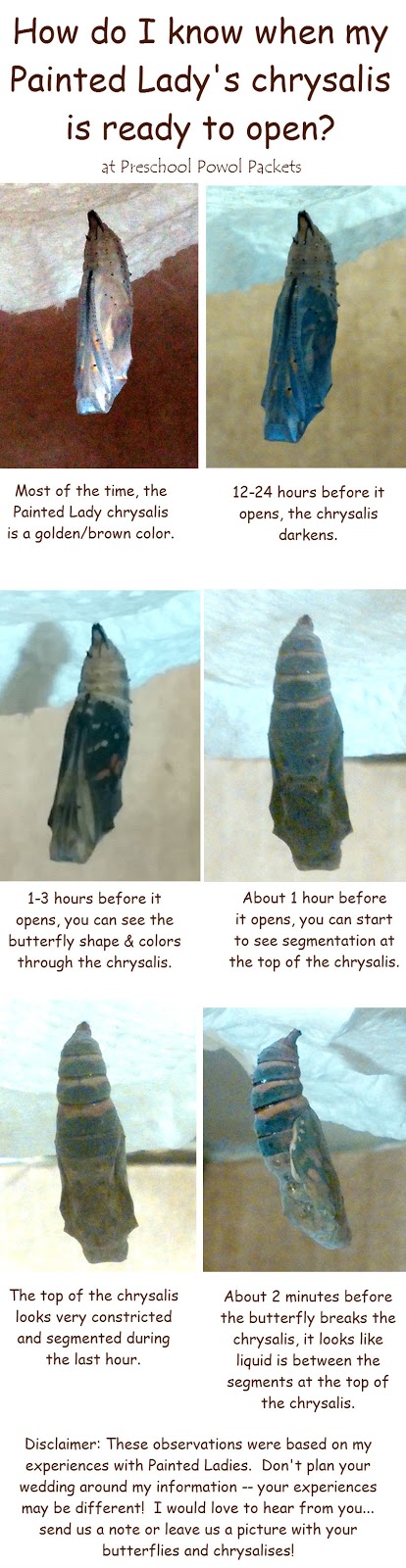 Raising Painted Lady Butterflies And Watching Them Hatch! | Preschool Powol  Packets Raising Painted Lady Butterflies And Watching Them Hatch! | Preschool Powol  Packets