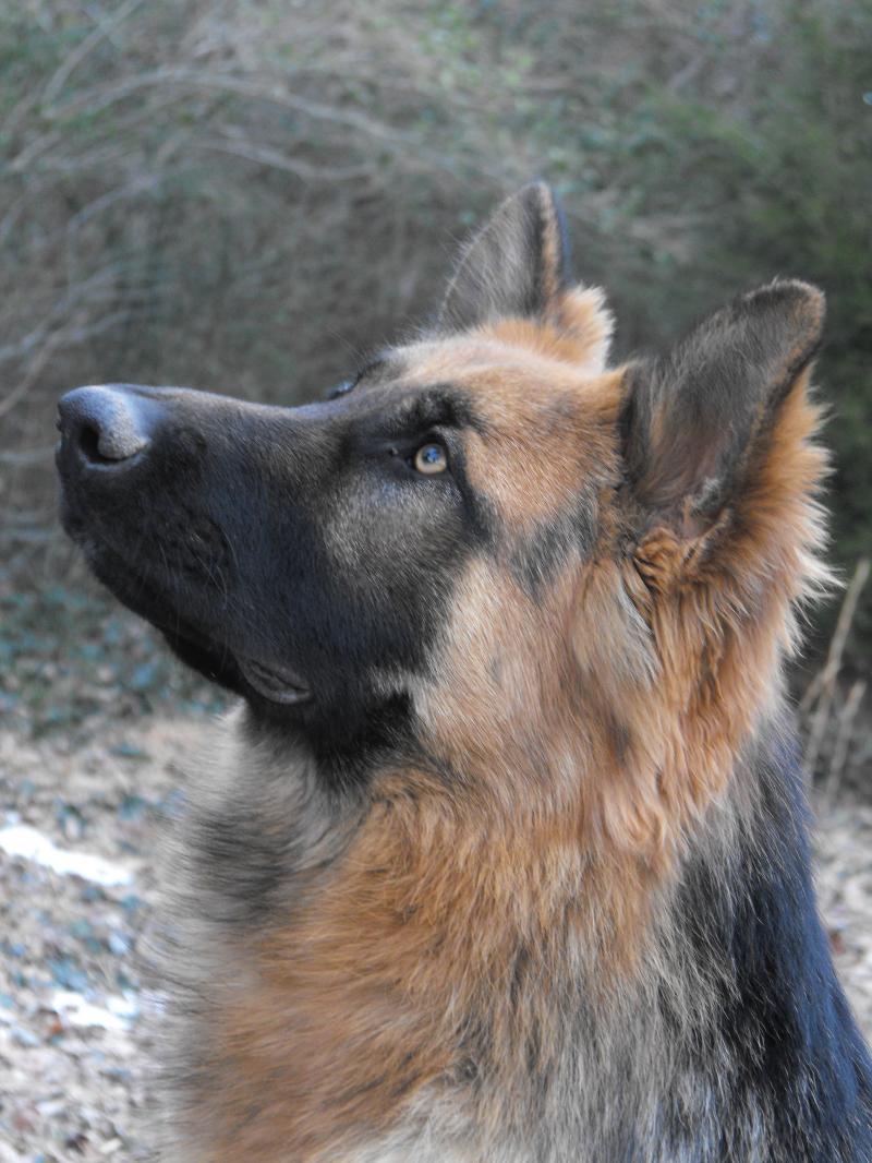 Everything about your King Shepherd LUV My dogs