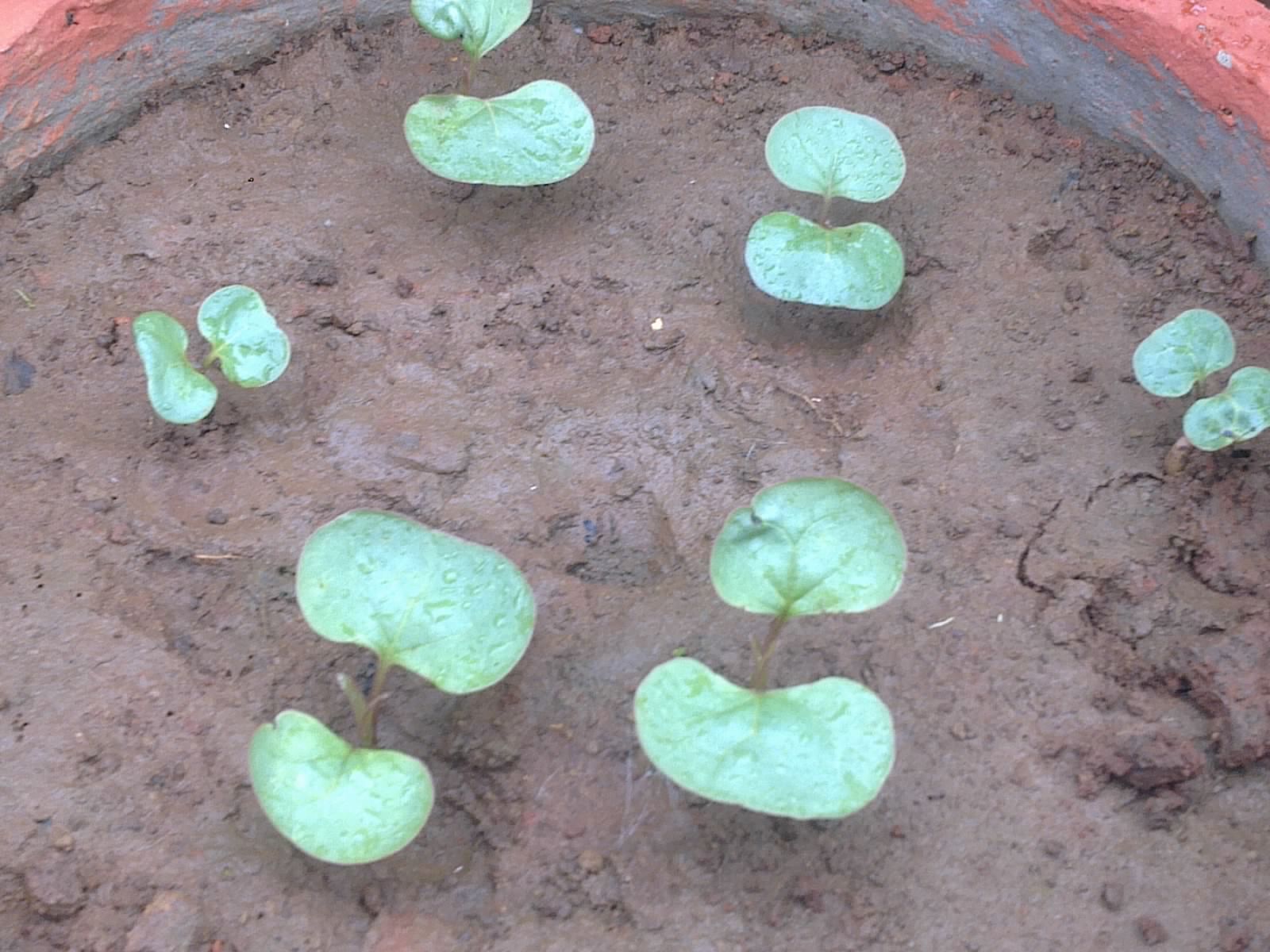 Plants Growing In My Potted Garden. How To Grow 4 o'clock / Mirabilis