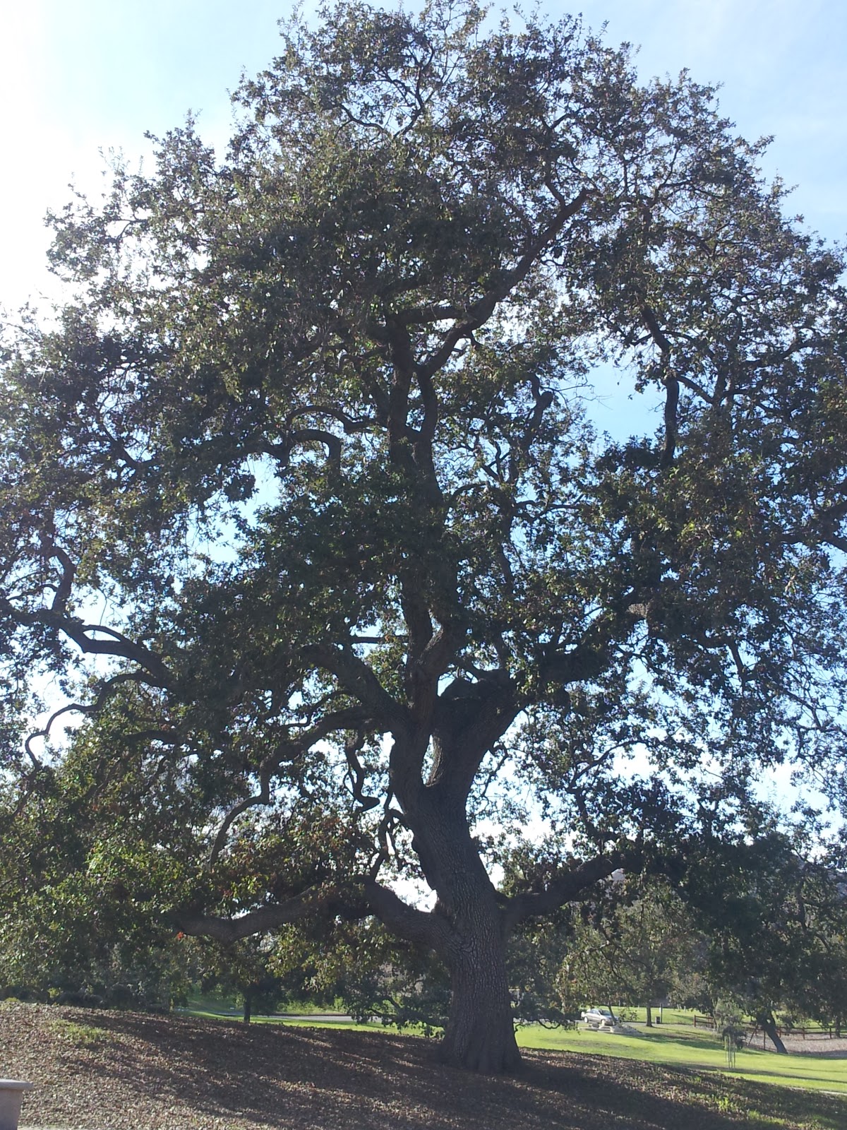 Grace in Loving Chaos Mighty California White Oak Tree