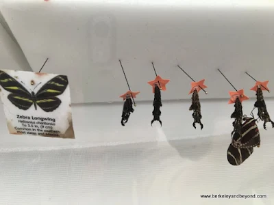 Zebra Longwing butterfly chrysalis display in Conservatory of Flowers in San Francisco, California