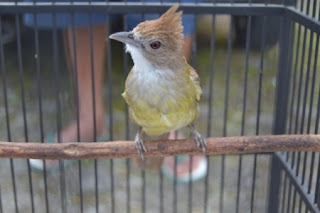 Burung Cucak Jenggot - Perawatan Burung Cucak Jenggot Agar “Mbeset” (Gacor) Saat Dilapangan - Penangkaran Burung Cucak Jenggot
