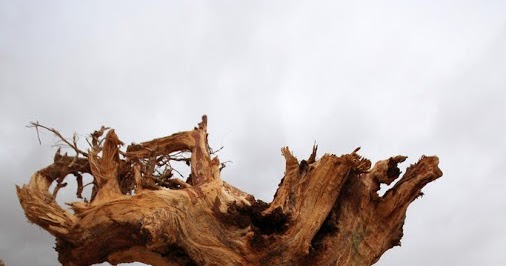 zhannadesignfromart: Carved Tree Root Face by Wormwould