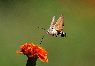 flor