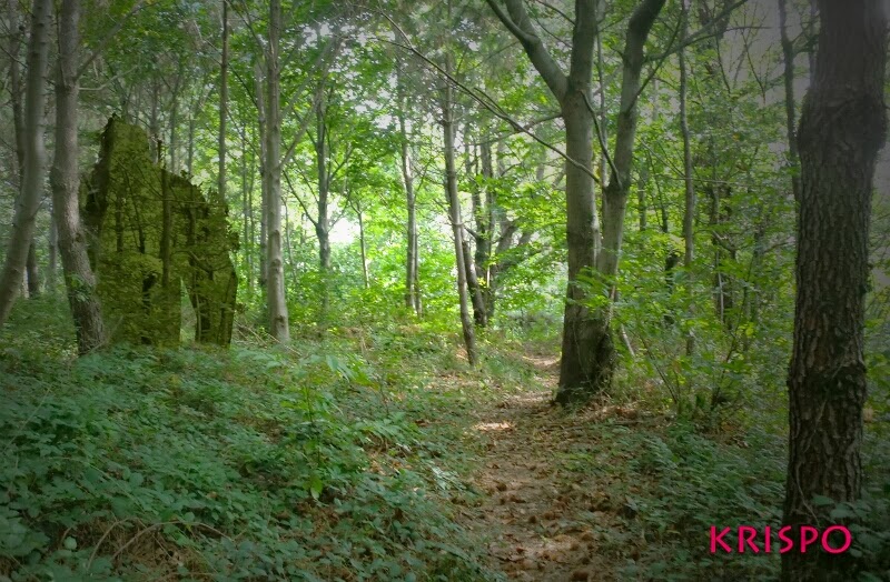 fotomontaje de criatura gigante en el bosque en hondarribia