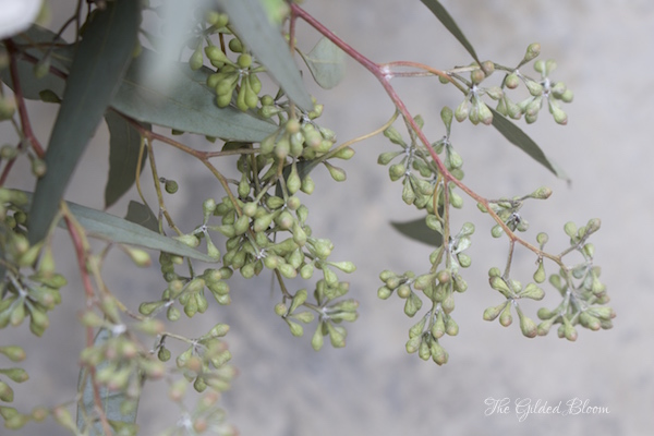 Seeded Eucalyptus-  Floral Styling for the Holidays- www.gildedbloom.com