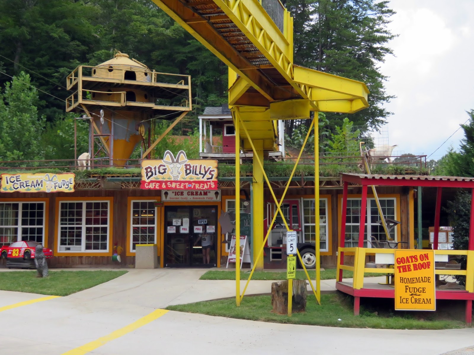 Hasty Pics Goats on the Roof Tiger,