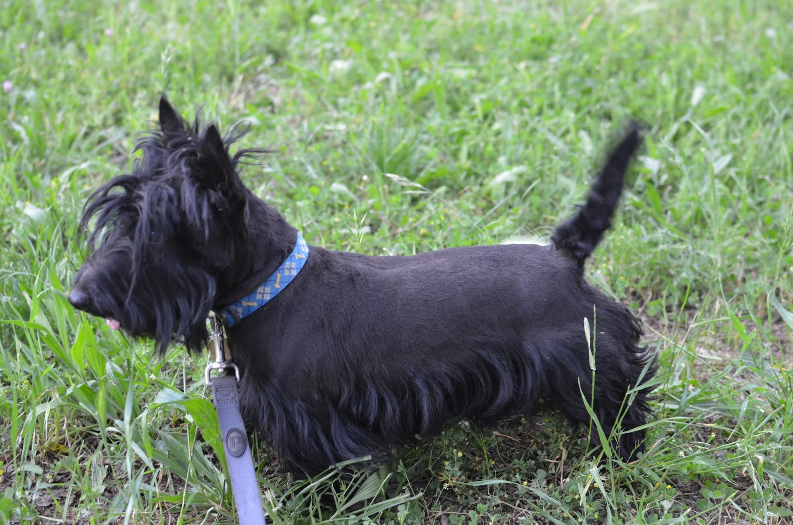 Alterton Scottish Terriers Spring Photo Shoot