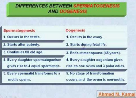 Perbedaan Spermatogenesis Dan Oogenesis