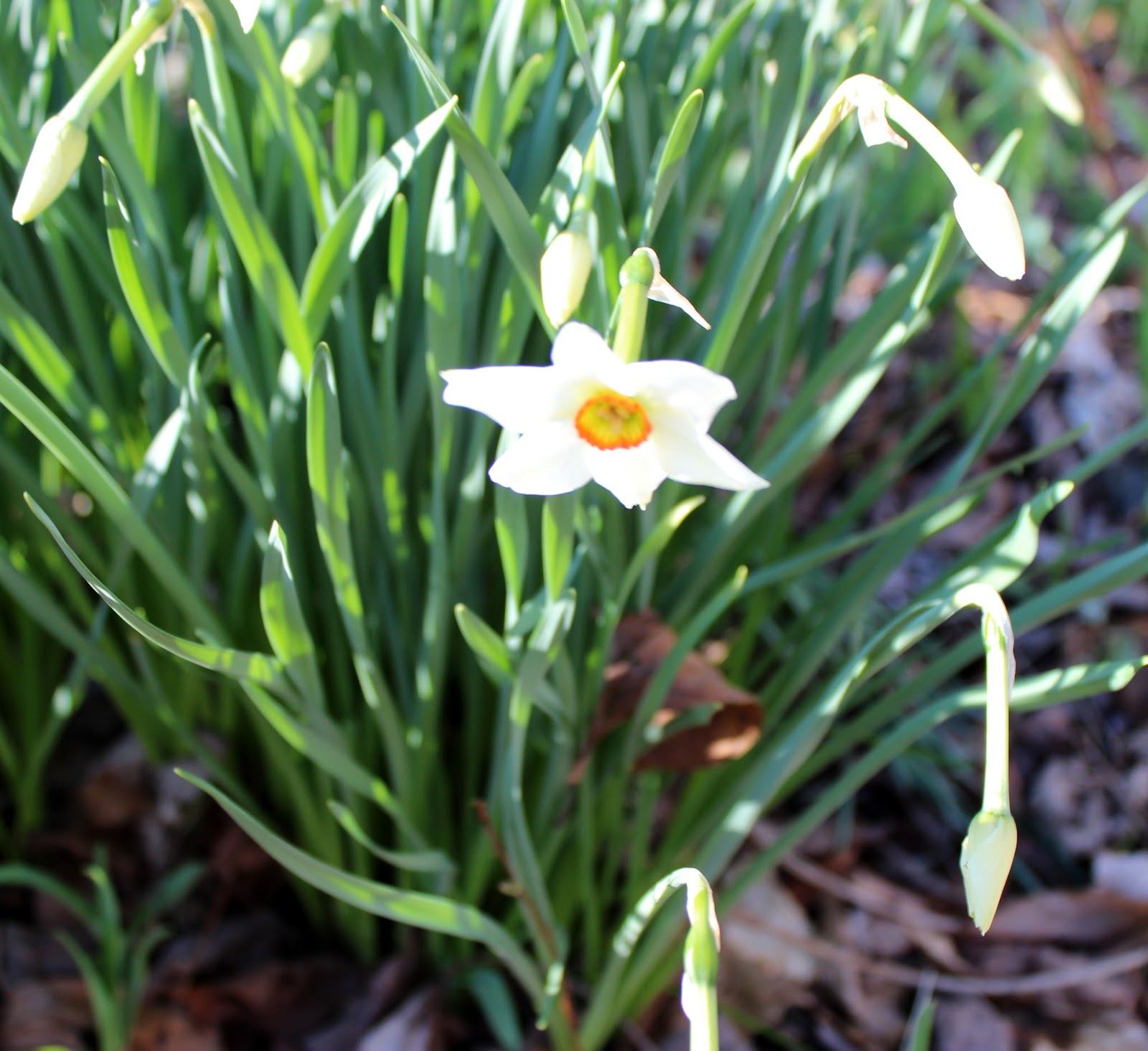 Mountain Moments The Daffodils are Blooming!!!!!