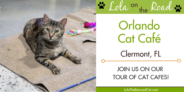 Orlando Cat Cafe|Cat Cafes