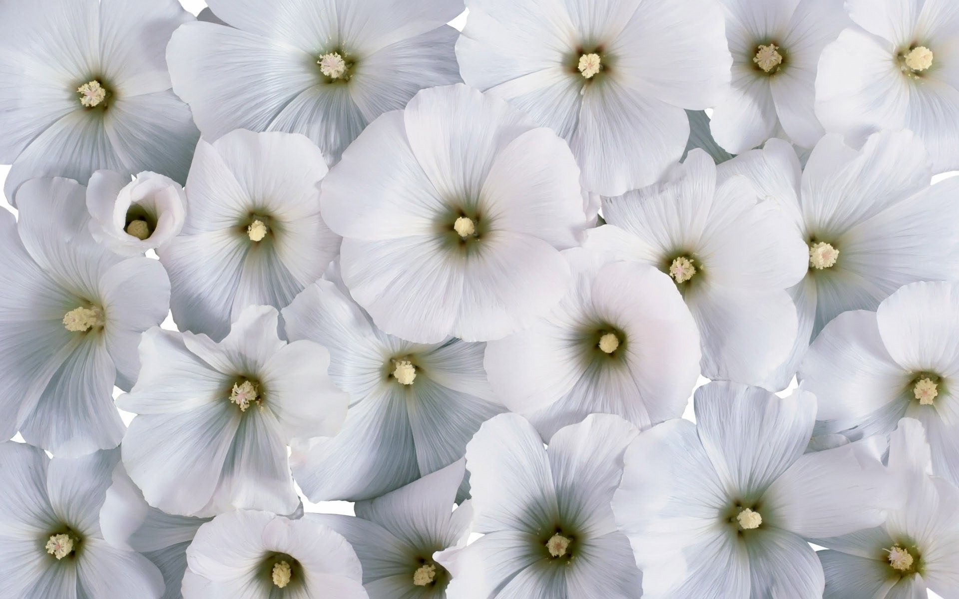 wallpaper: White Flowers Wallpapers